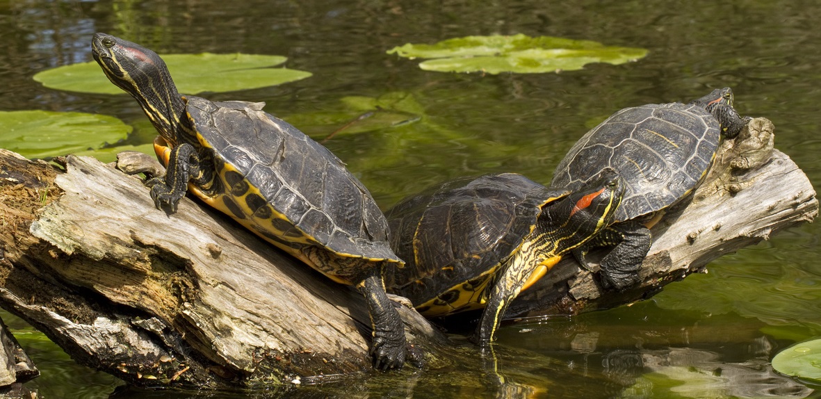 Front page photo: Trachemys scripta by Henrik Bringsøe