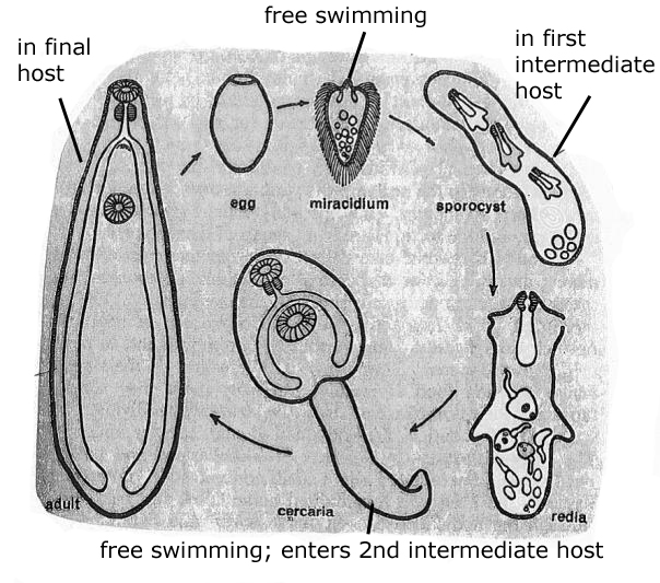 Diagram of life cycle of trematode (From Buschbaum 1951)