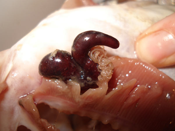 Foto af torskens gælleorm