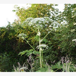 Heracleum mantegazzianum