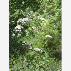 Heracleum mantegazzianum