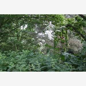 Heracleum mantegazzianum