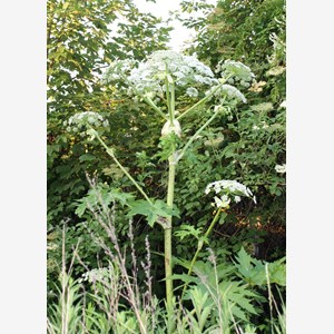 Heracleum mantegazzianum