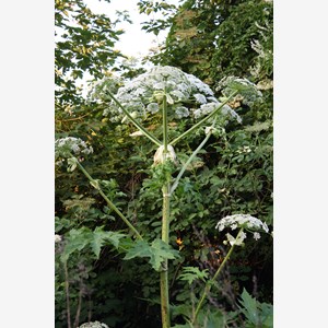 Heracleum mantegazzianum