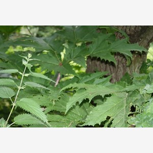 Heracleum mantegazzianum