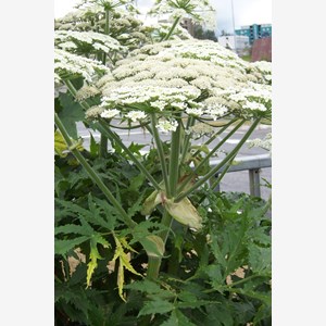 Heracleum mantegazzianum