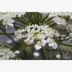 Heracleum mantegazzianum