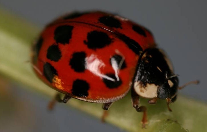 Harmonia axyridis Photo: Invasivespeciesireland.com