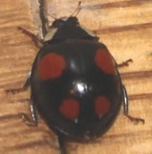 Harmonia axyridis