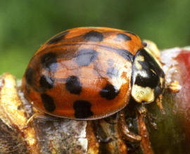 Harmonia axyridis