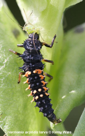 Harmonia axyridis