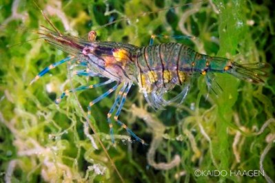Photo: Palaemon elegans. All photos by Kaido Haagen