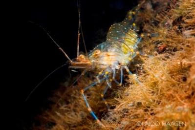 Photo: Palaemon elegans. All photos by Kaido Haagen