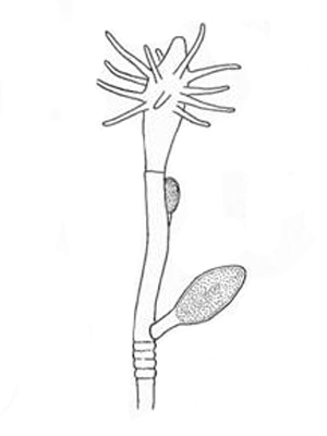 Drawing of Cordylophora caspia 