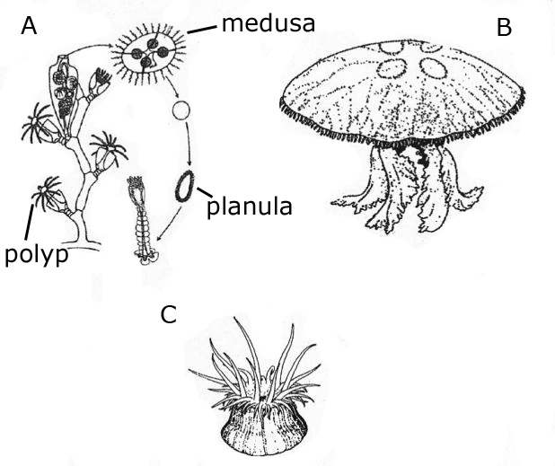 Drawings of Hydrozoa, Scyphozoa and Anthozoa to show differences