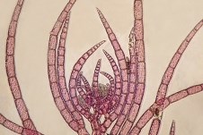 Heterosiphonia japonica